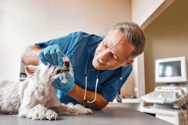 Best Emergency Care for Gum Disease in Brownwood, TX